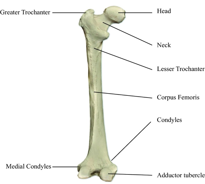 Удлиненная кость. Femur. Голубая кость трубка. Кость с трубы.