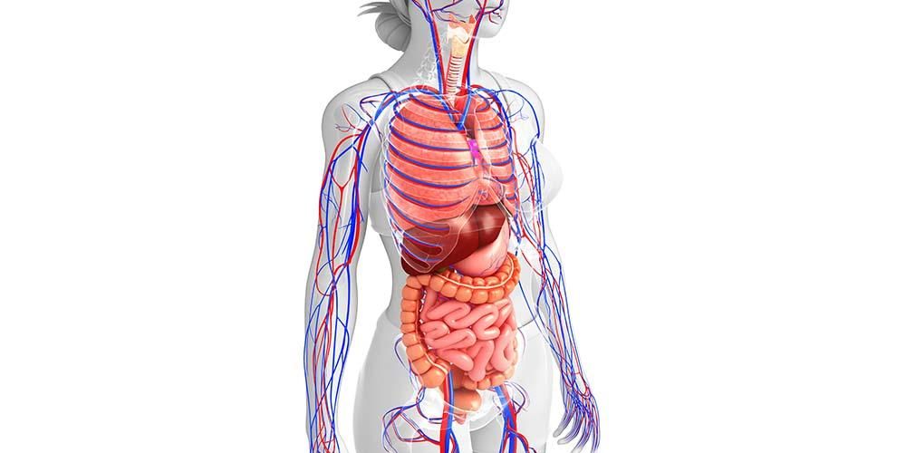Alles über die Anatomie des menschlichen Körpers mit seinen Funktionen