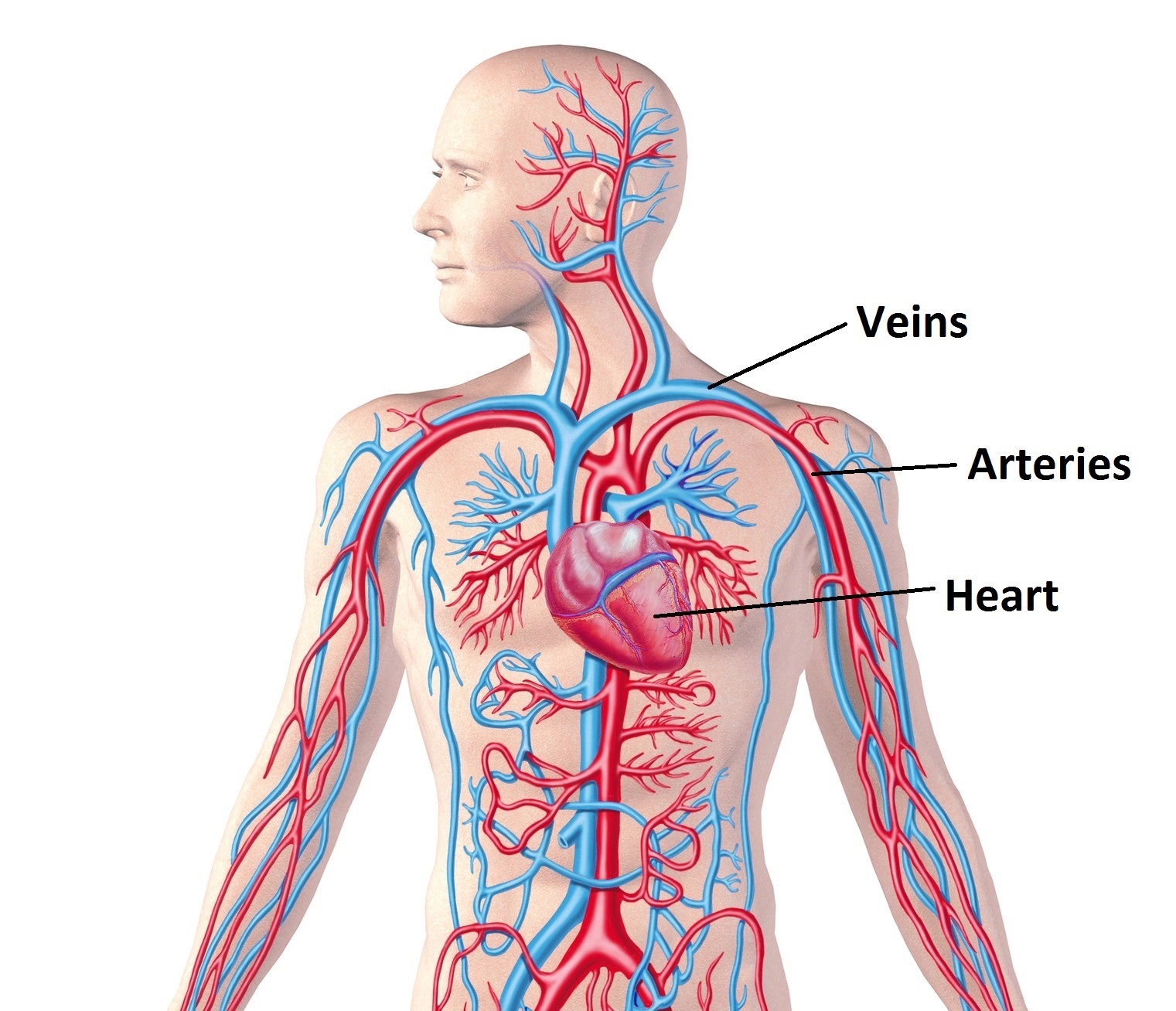 Сосудистая система человека образована сосудами трех. Кровеносная система человека анатомия( кровообращение. Система кровообращения человека сердце и кровеносные сосуды. Венозная кровеносная система. Строение кровеносной системы человека.