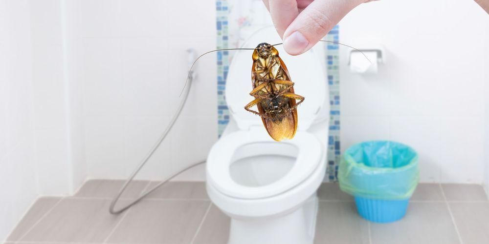Kako se riješiti žohara kako bi kuća uvijek bila zdrava
