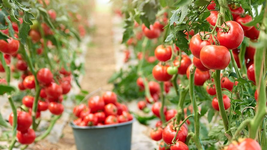 Pomidory zawierają różne witaminy, poznaj listę