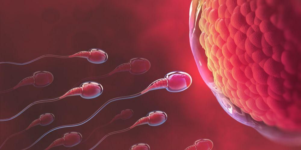 Сперматогонез і оогенез, Історія подорожі сперматозоїда та яйцеклітини