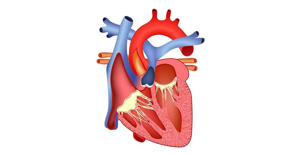Nézze meg közelebbről a szív anatómiáját és működését