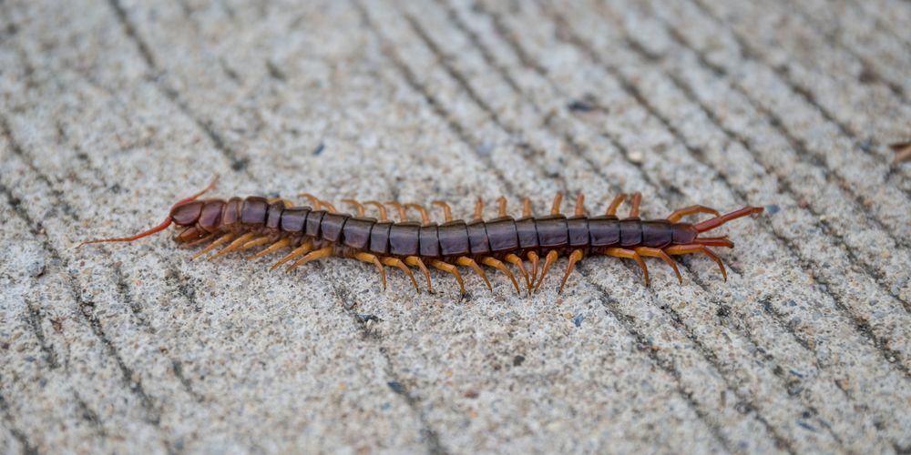 Medicamentul mușcat de centipede, cum ar trebui acordat primul ajutor?