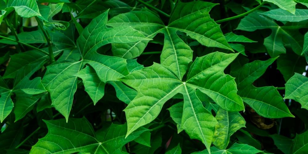 신체 건강을 위한 일본 파파야 잎, 이점은 무엇입니까?