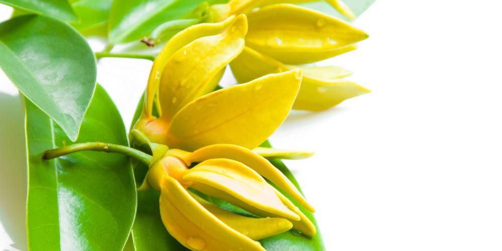 7 voordelen van Ylang Flower voor de gezondheid