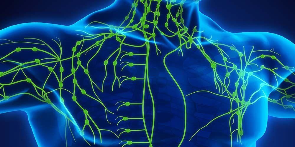 Das Lymphsystem und jede Funktion seiner Organe verstehen