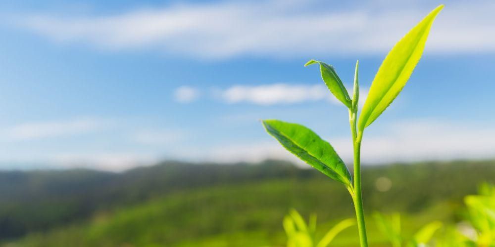 Beneficios de Camellia Sinensis, hojas de plantas de té para la prevención de enfermedades