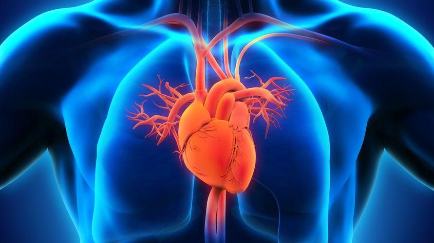 폐동맥 기능 및 잠재적 문제 알기