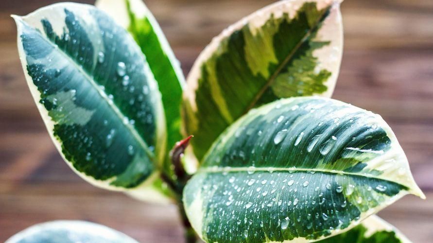 Korzyści z liści gumy Kebo jako roślin ozdobnych i tradycyjnych leków