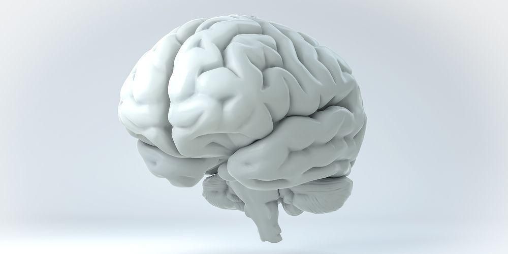 인간 두뇌의 11가지 부분과 그 기능
