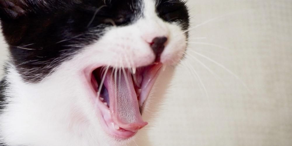 A macska tüsszögése, megfertőzheti az embereket?