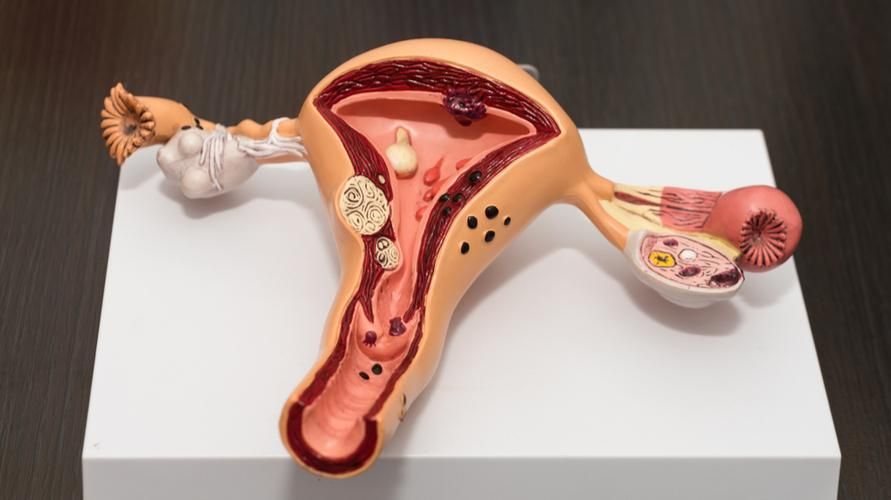 El interior de la vagina, que también es importante en la reproducción femenina.