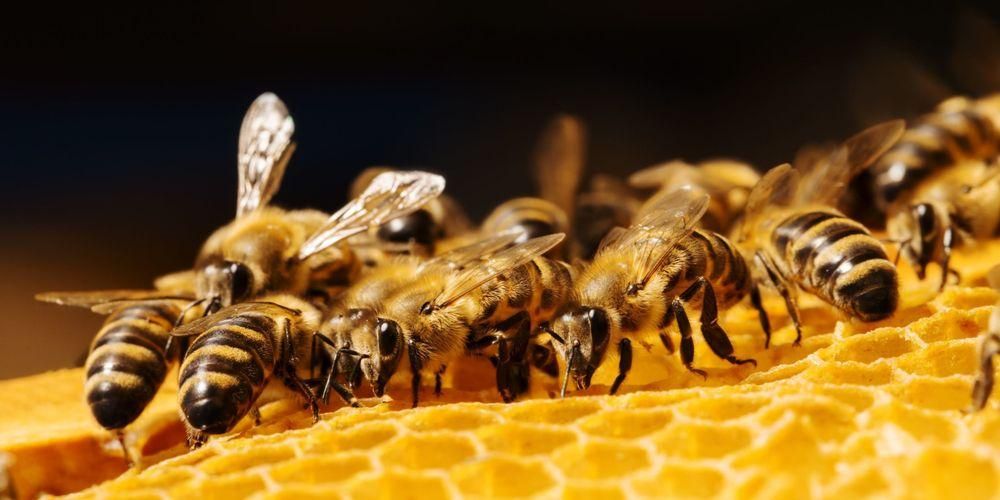 건강에 좋은 끈적끈적한 꿀벌 수액 프로폴리스의 5가지 효능