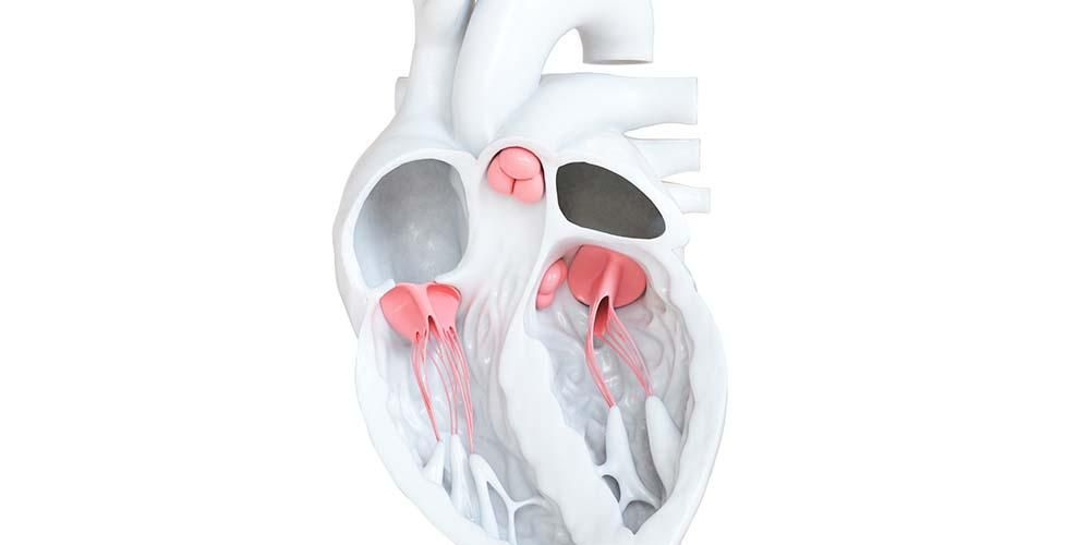 Vad är hjärtklaffar och deras funktioner?