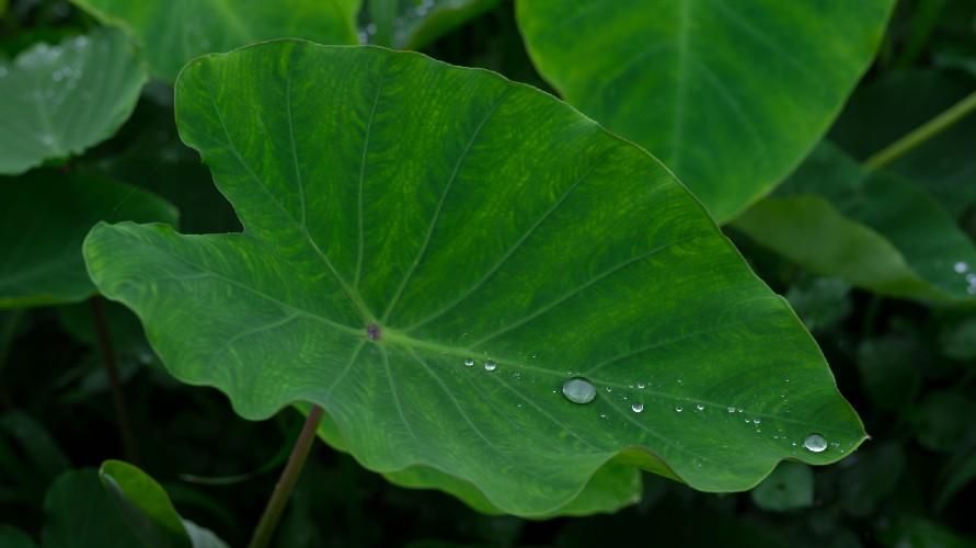 Корисні властивості листя таро і як його правильно вживати