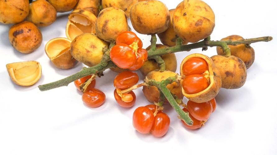Знайте о пользе фруктов рамбаи для здоровья и питательности