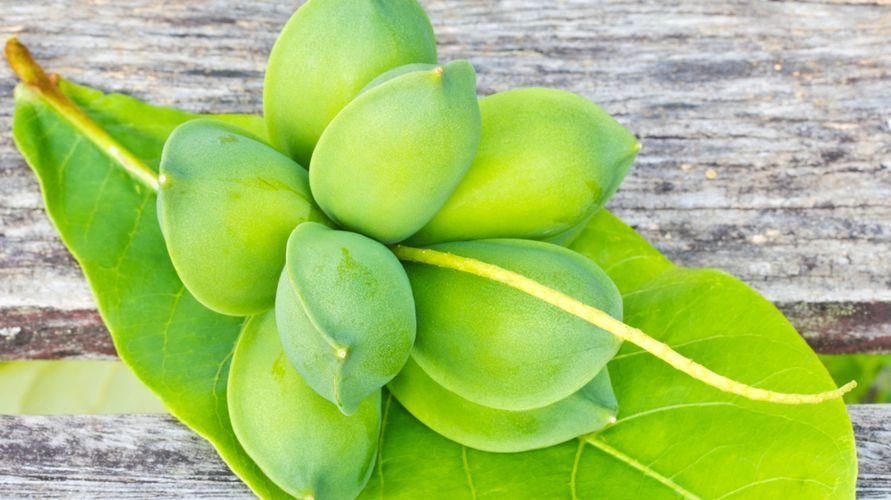 7 beneficios de la fruta Ketapang para la salud corporal