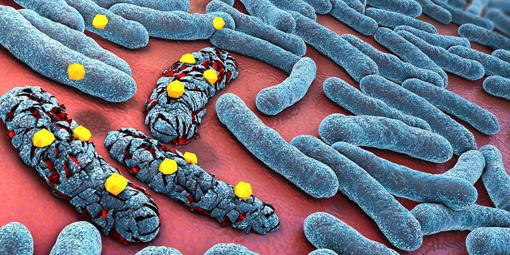 Hogyan fejtik ki hatásukat az antibiotikumok a baktériumok ellen?