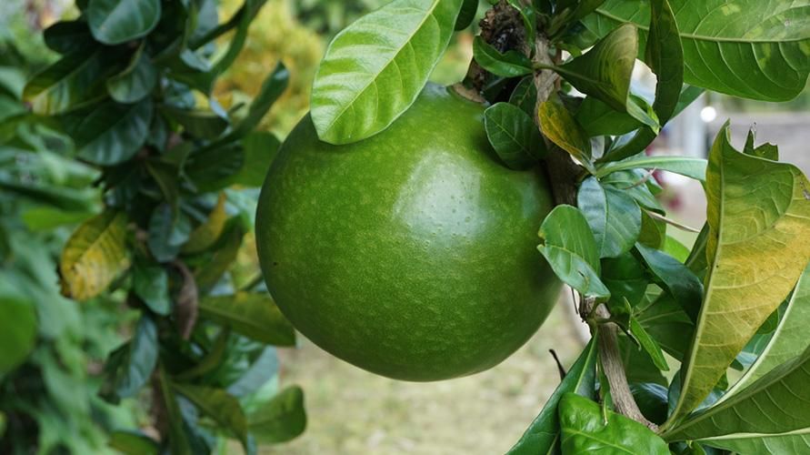 Beneficios de la fruta y las hojas y la corteza de Berenuk para la salud