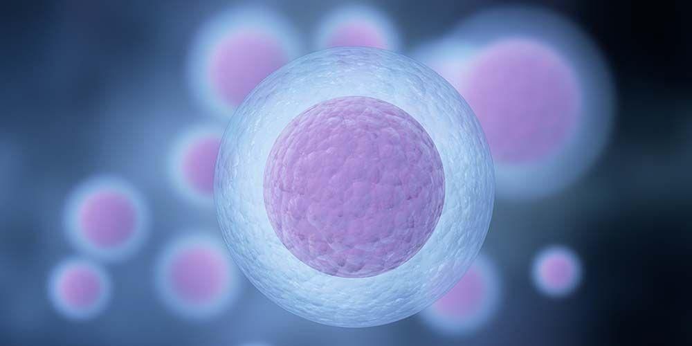 Het proces van vorming van eicellen, wat gebeurt er als ze niet worden bevrucht?