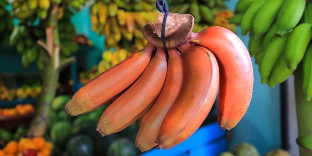 Ken de gezondheidsvoordelen van rode bananen: goed voor het verlagen van de bloeddruk