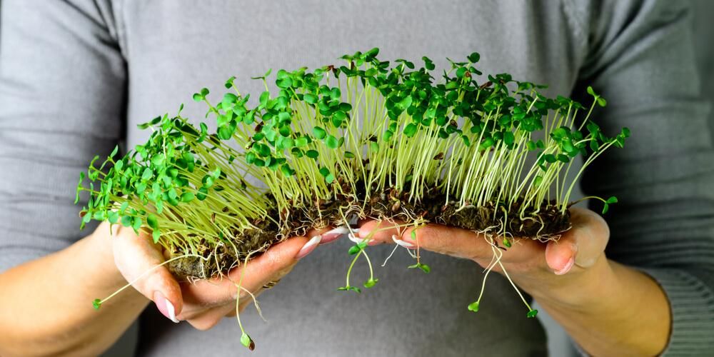 Microgreens, Mini Zöldség fogyasztása Maxi előnyeivel