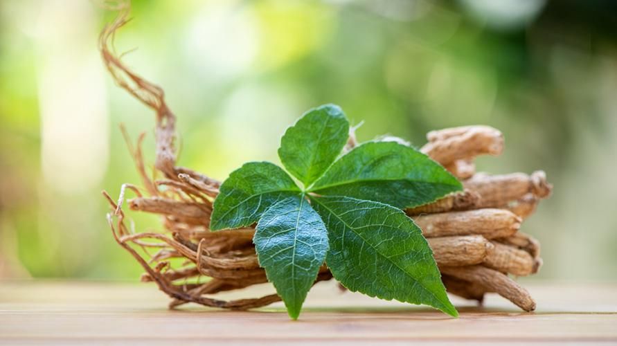 Avantages des feuilles de ginseng, de la lutte contre l'inflammation à la prévention des tumeurs