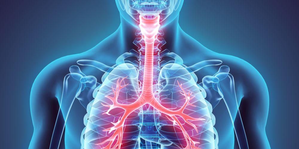 Functies van de luchtpijp in het menselijke ademhalingssysteem