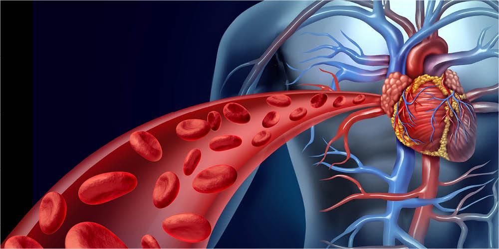 De bloedsomloop en hoe het werkt op het menselijk lichaam