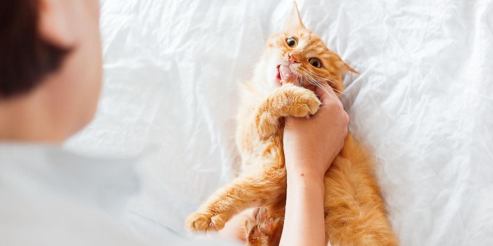 Dies ist Erste Hilfe, wenn Sie von einer Katze gebissen werden, um eine Infektion zu vermeiden, oder?