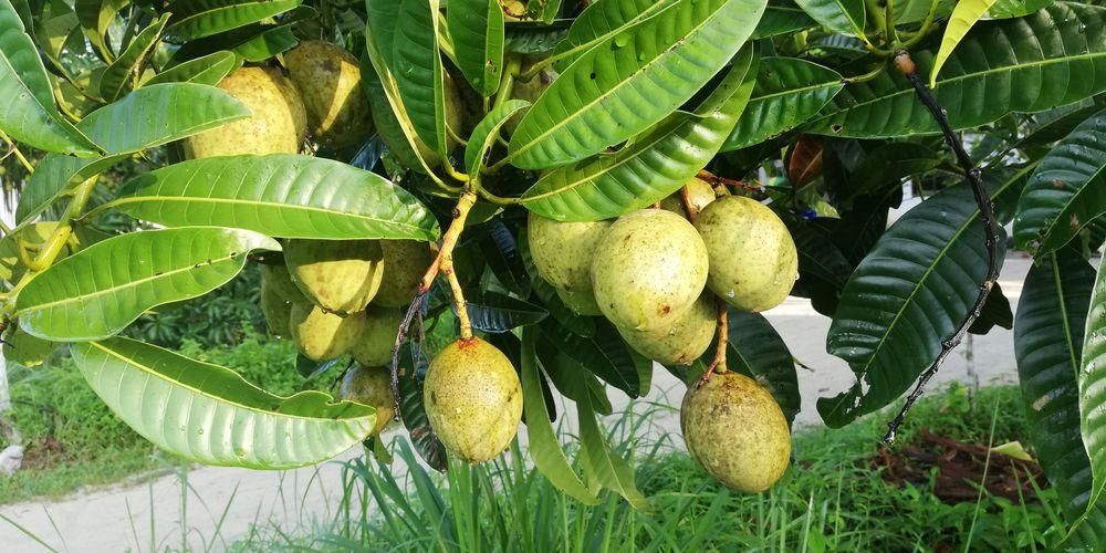 Beneficios de la fruta Bacang, mango opaco con un olor distintivo