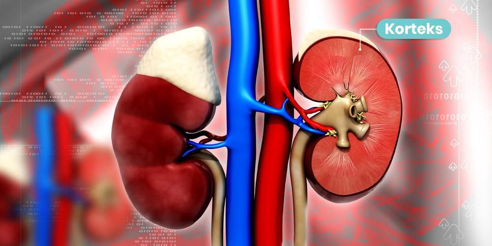 Aufdecken der Funktionen des Kortex in den Nieren und wie es funktioniert