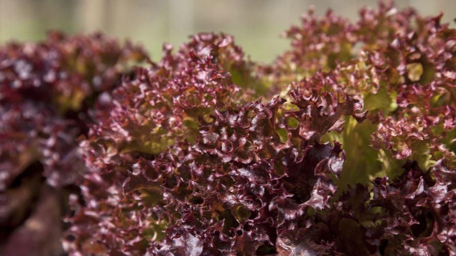 Roter Salat und seine guten gesundheitlichen Vorteile