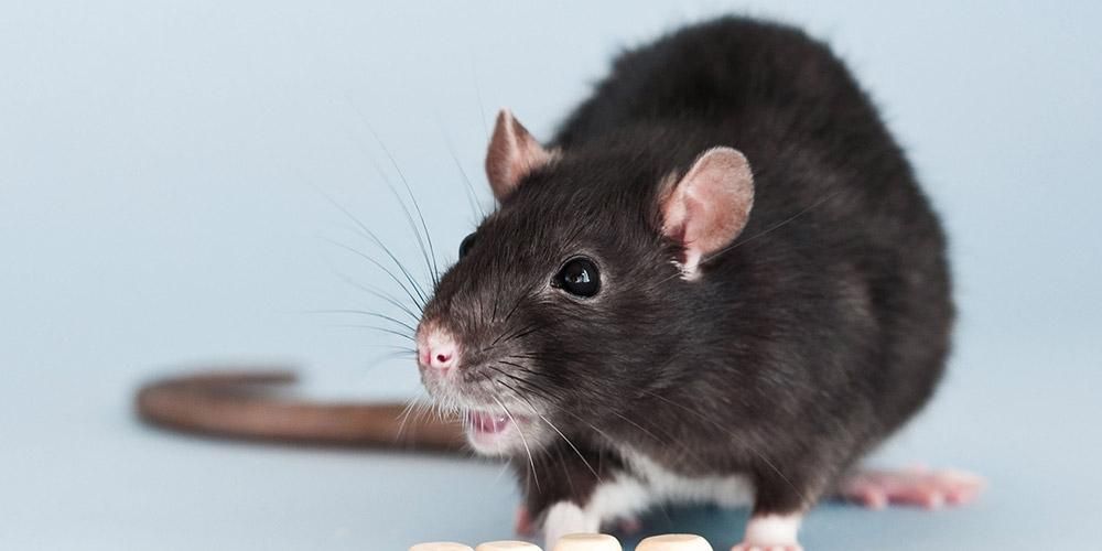 Von einer Ratte gebissen, das ist Erste Hilfe und die Gefahren, wenn sie nicht behandelt werden