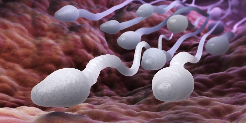 Diverse spermatozoa, mannelijke voortplantingscellen
