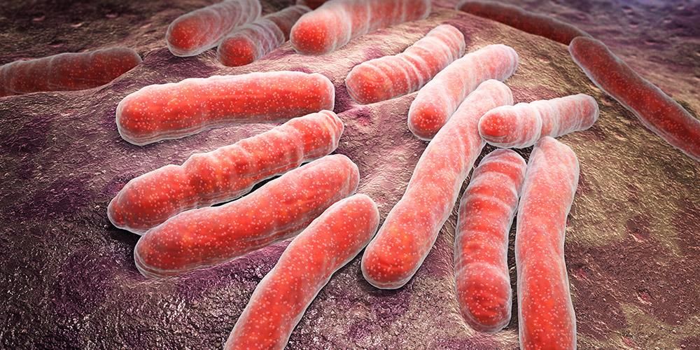 מחלות הנגרמות על ידי חיידקים אלה נחווים לעתים קרובות על ידי אינדונזים
