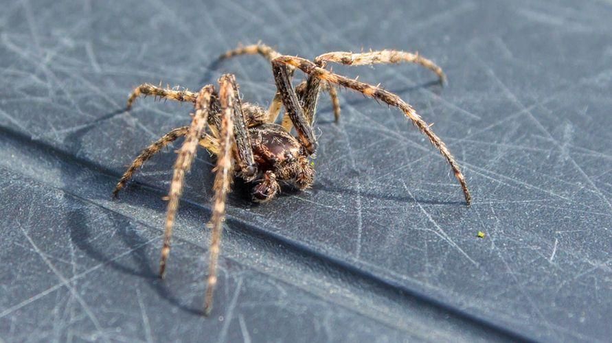 Hur man blir av med spindlar hemma och deras farliga typer