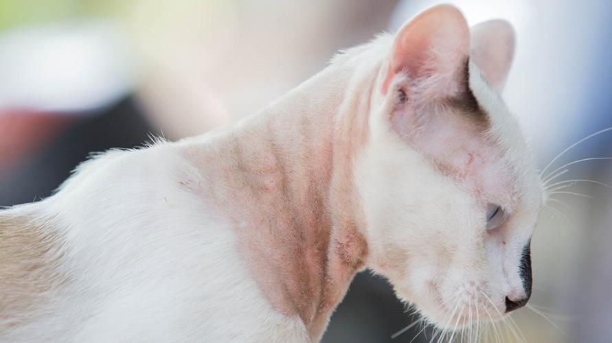 Ursachen und Behandlung von Pilzinfektionen bei Haustierkatzen