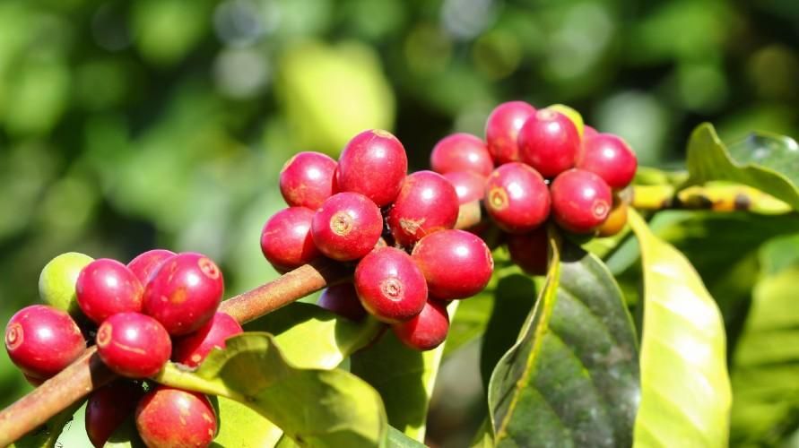 3 יתרונות של פירות קפה עשירים בנוגדי חמצון
