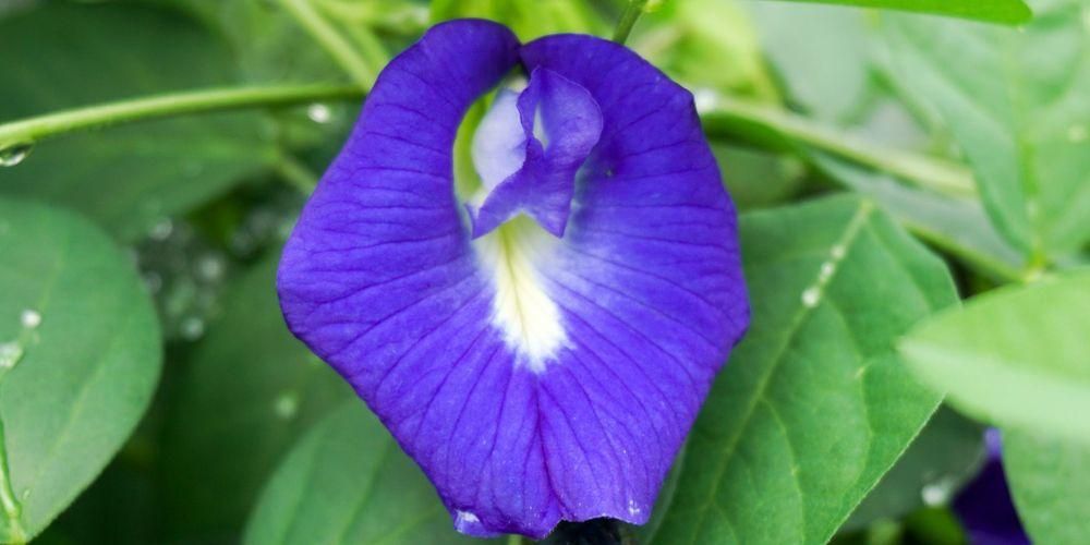 11 יתרונות של פרח טלאנג, בריאות יפה