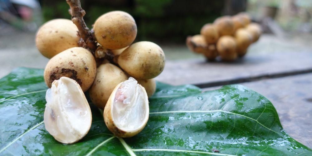 Kokosan och Duku frukter, en familj men olika smak