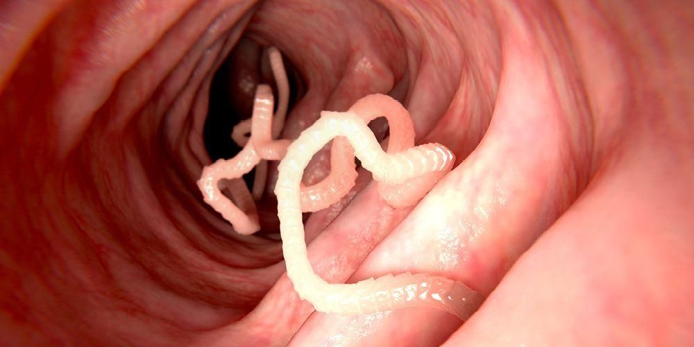 Bandwurm-Lebenszyklus: Der Wurm verursacht eine Bandwurminfektion