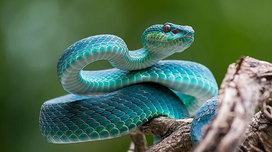Upoznajte ofidiofobiju ili fobiju sa zmijama