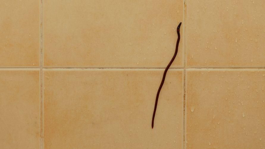 Würmer im Badezimmer ganz einfach loswerden