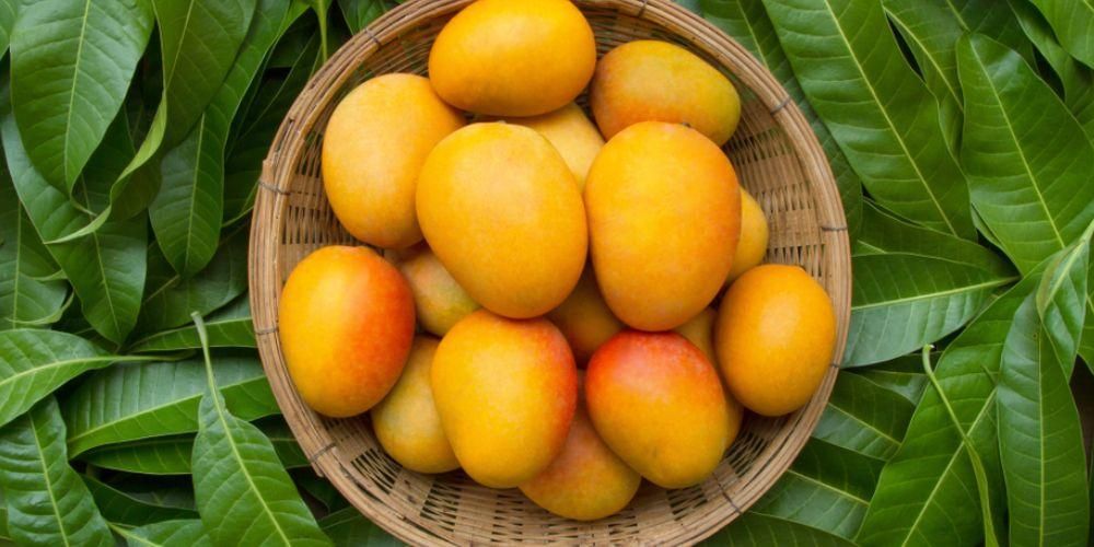 Польза листьев манго, здоровой пищи, менее популярной, чем фрукты