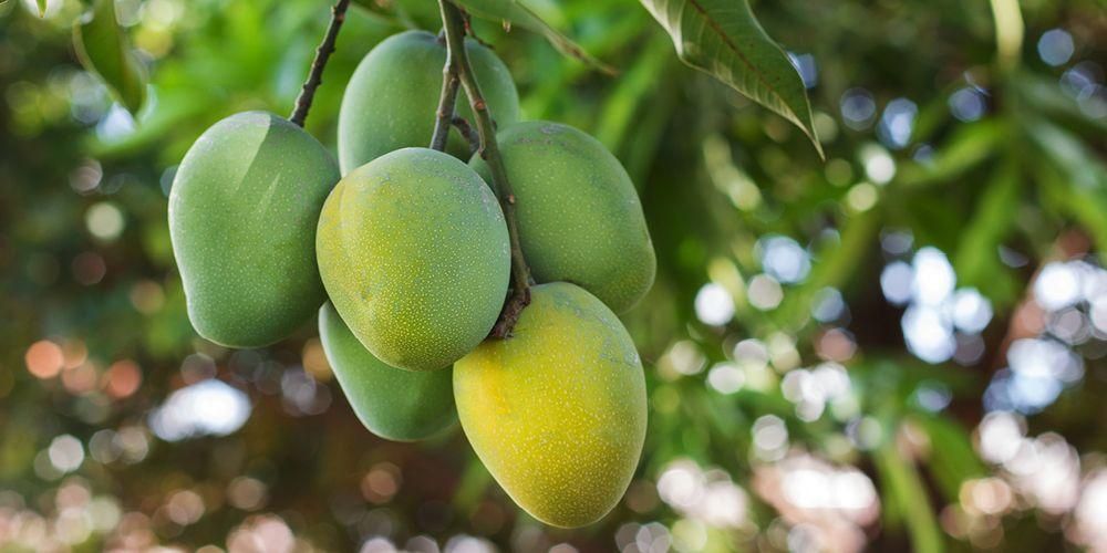 Польза манго: от предотвращения астмы до поддержания здоровья костей