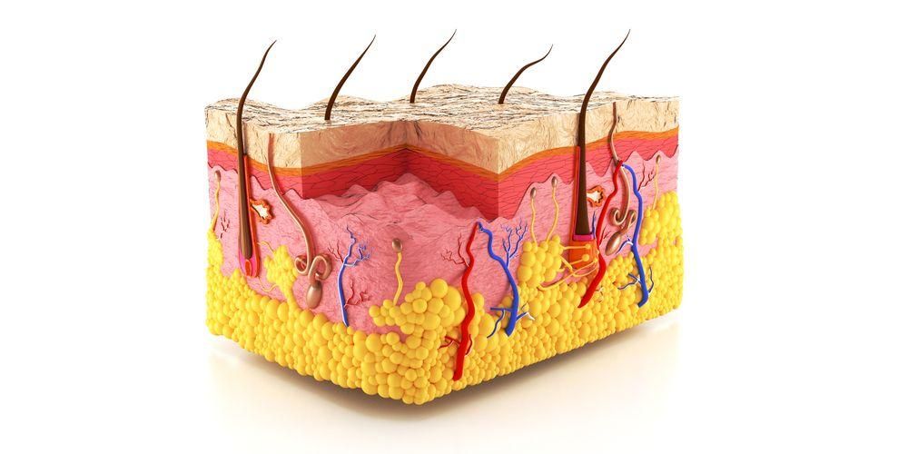 Lernen Sie die Struktur der menschlichen Haut und jede ihrer wichtigen Funktionen kennen
