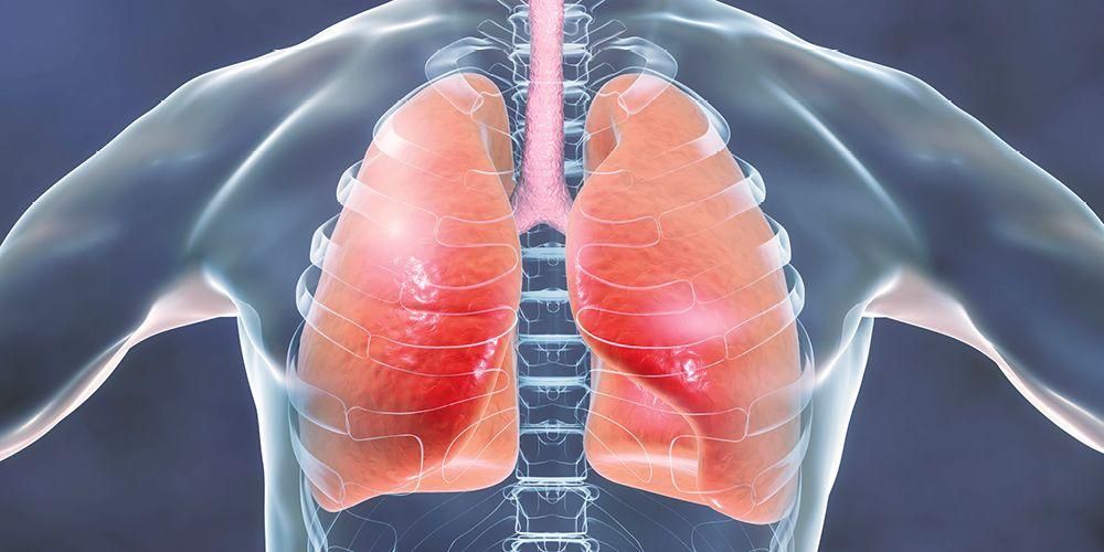 Розпізнавання частин і функцій легенів для організму