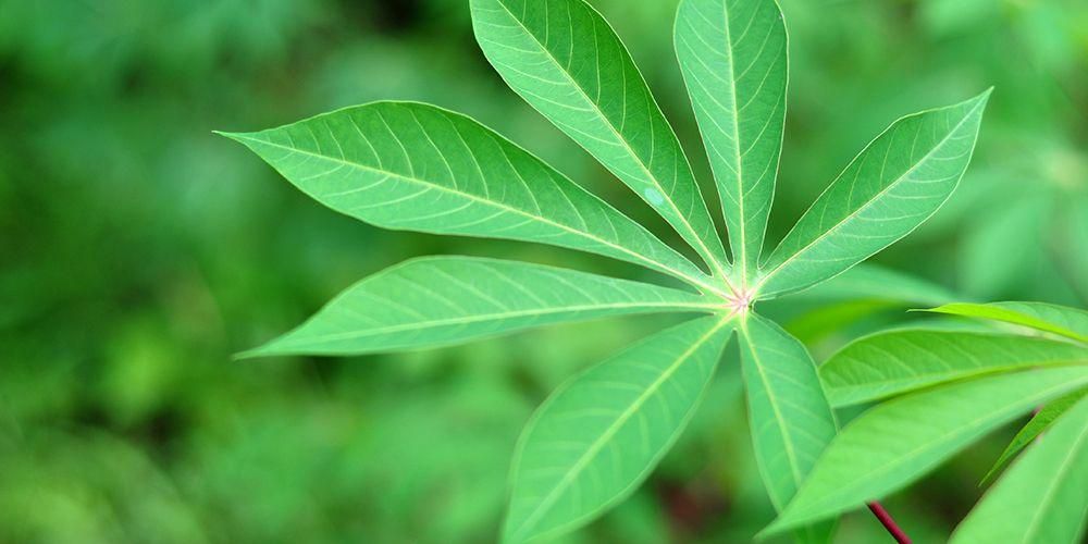 Korzyści zdrowotne liści manioku, które musisz wiedzieć